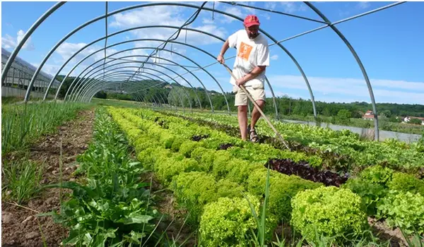 Organic farming
