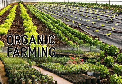 How to start organic farming