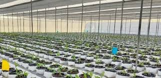Horizontal hydroponic farming