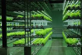 Vertical hydroponic farming